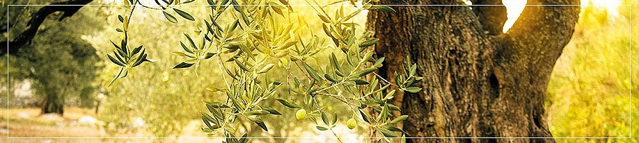 Olivenöl mit Aroma